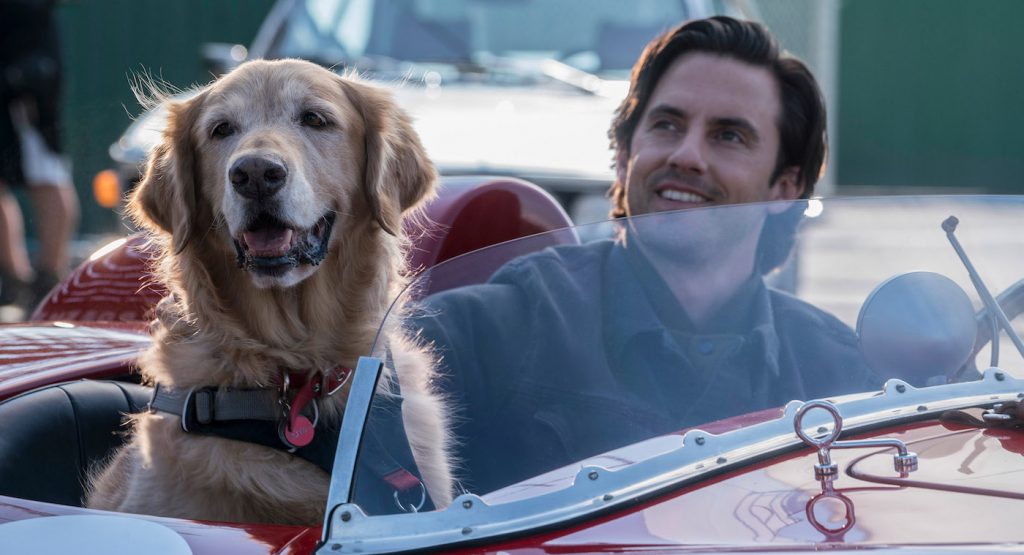 Yaşamın İzi: The Art of Racing in the Rain’de Duygu Yüklü Bir Yolculuk